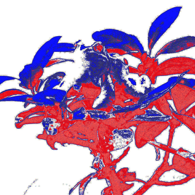 Angepasster frosch blau  final