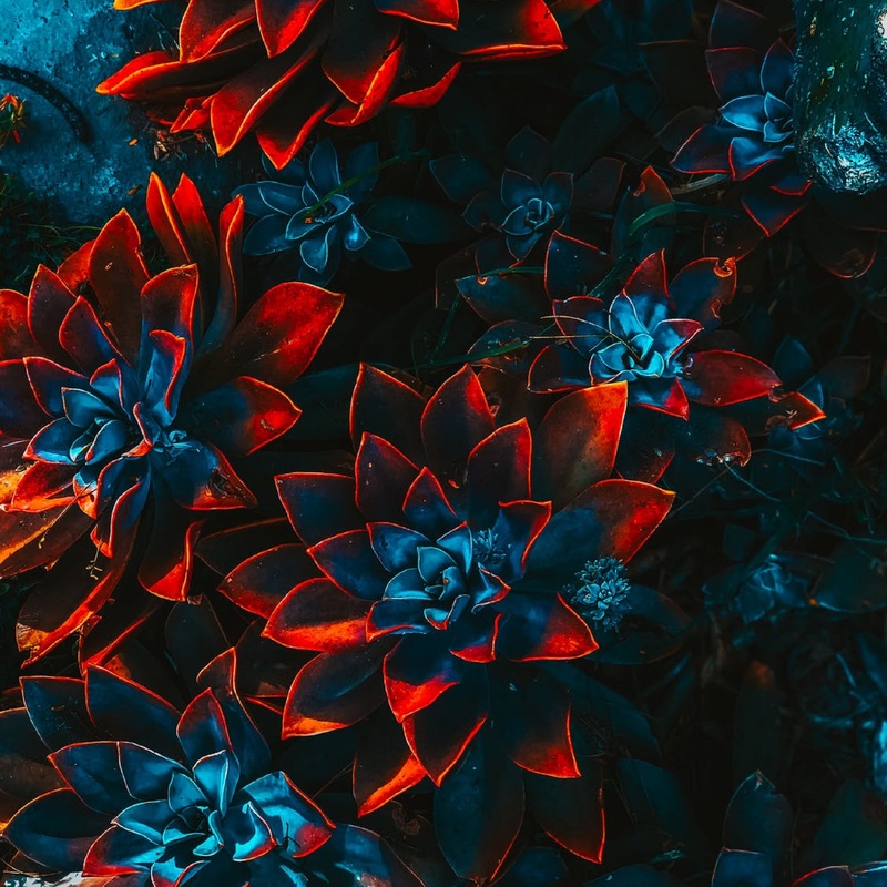 Pexels photo 2505693