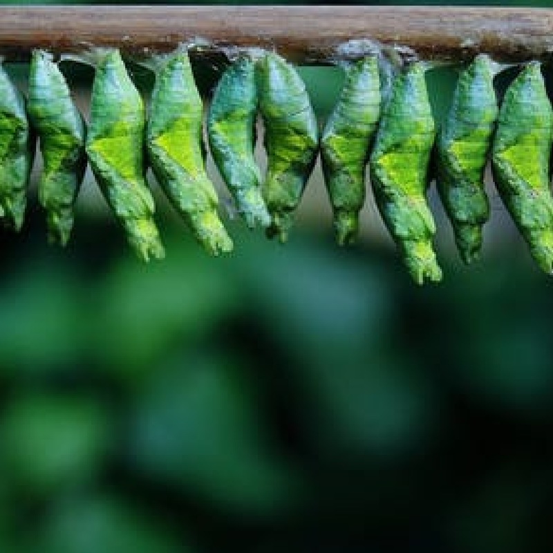 The chrysalis projekt