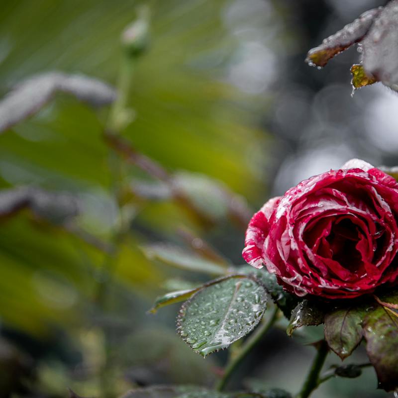 Pexels magda ehlers pexels 4080016