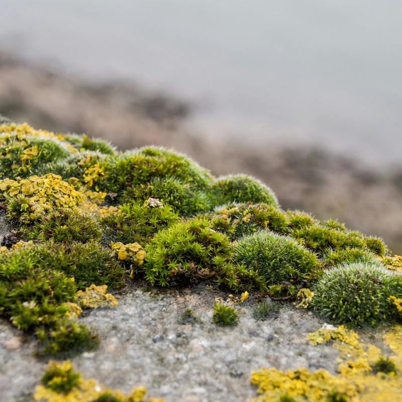 Pexels siglinde luise 288922879 13178023